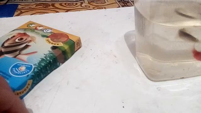 Мои новые питомцы! смотреть онлайн