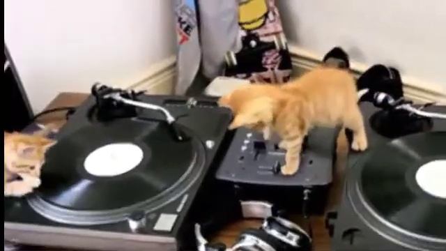 Приколы. Котята DJ! смотреть онлайн