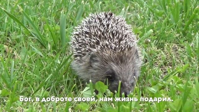 "Прежнее прошло..." авторская песня Эсфири Корзиной смотреть онлайн