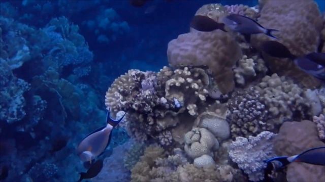 Three Corners Equinox Beach Resort, REEF! Mp4 Mp4