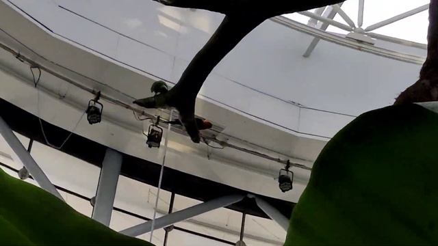 The Green Planet Dubai 4K смотреть онлайн