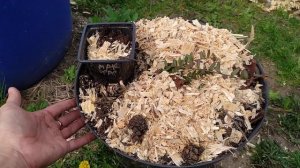 Клюква Мак Фарлин. Выращивание в десятилитровом ведре. Эксперимент.