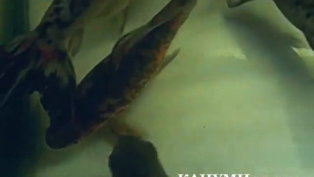 2016/1/16 新着魚動画ですКАЦУМИ шоутен