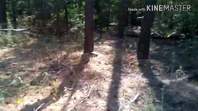 Поход в лес за грибами!!! смотреть онлайн