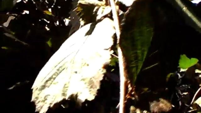Фундук червонолистий -- корисний і декоративний. смотреть онлайн