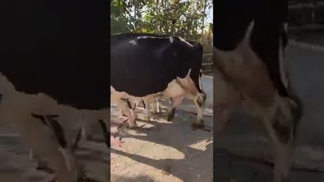 Зорлар номер один лари сотилади смотреть онлайн