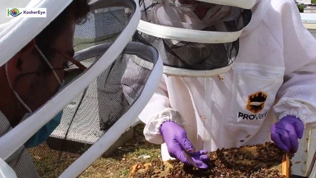 How To Make It Kosher | Honey | KosherEye