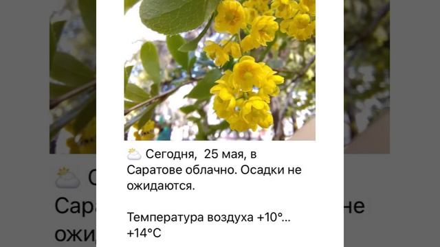 Новости Саратова: О погоде на 25 мая 2022 Среда смотреть онлайн