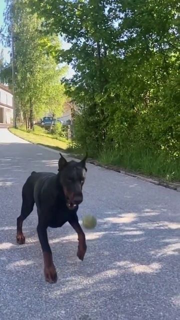 Doberman pinscher playing with ball🥎🦮 смотреть онлайн