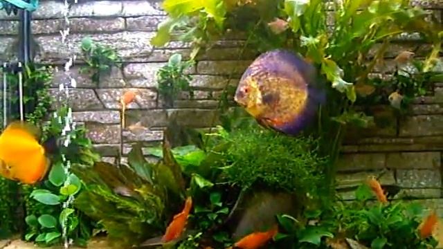 Дискусы, меченосцы, тернеция и другие...=)