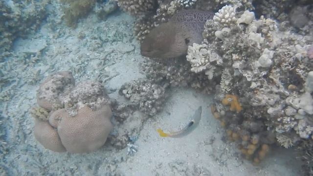 Large moray eel on the children's reef! Iberotel Costa Mares! 2021 смотреть онлайн