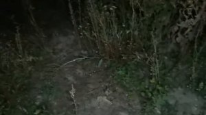 Я СНЯЛ РЕАЛЬНОГО CARTOON CAT в реальной жизни в 3 часа ночи! НАСТОЯЩИЙ КАРТУН КЭТ! 🔥 Лорез Гранд