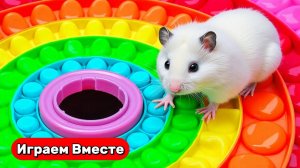 Хомяк выбирается из РАЗНОЦВЕТНОГО ПОПИТ ЛАБИРИНТА для хомячков-гениев ! Видео для детей
