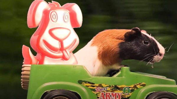 Морские свинки против змеи и крыс вместе с желейным псом Стасиком.