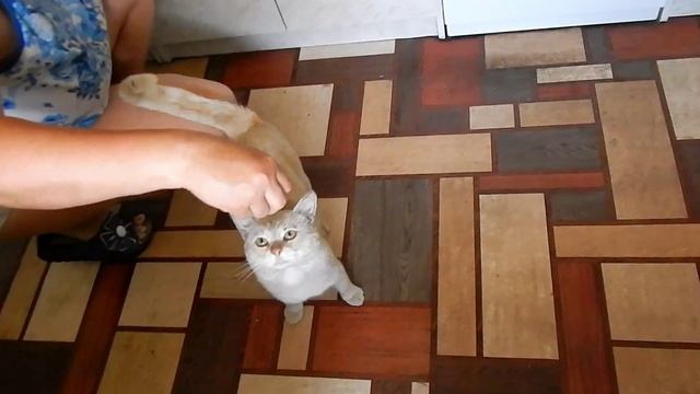 Персик кушает смотреть онлайн