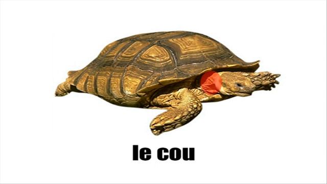 Узнать французский = LA TORTUE смотреть онлайн