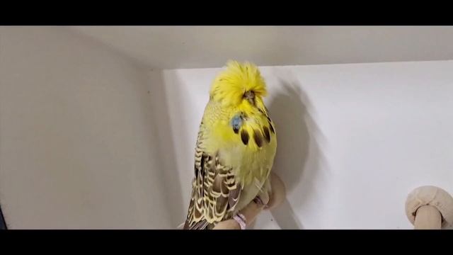 World Online Budgie Show inscription 5 WOBS Budgie Planet 2021 смотреть онлайн