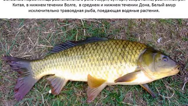 Амур смотреть онлайн