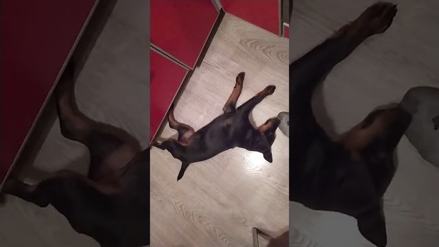 Хозяин, дай ногу, зубы режутся, чешутся,дай! смотреть онлайн