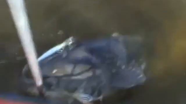 Гигантский сом смотреть онлайн