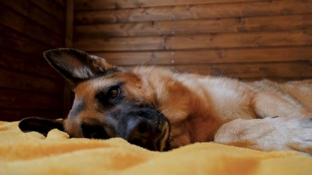 Secrets to a Stunning German Shepherd: The Ultimate 7-Minute Grooming Guide! смотреть онлайн