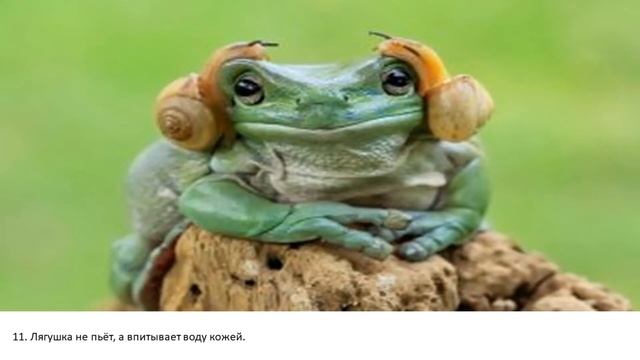 топ интересных и занимательных фактов [для детей]