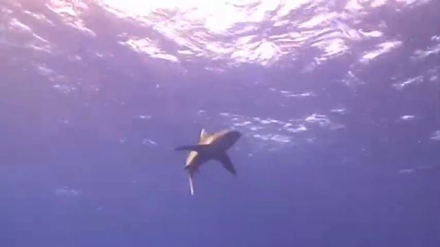 Marsa Alam Oceanic White Tip @ Elephinstone Reef- Marsa Alam,Egypt 2012..avi смотреть онлайн