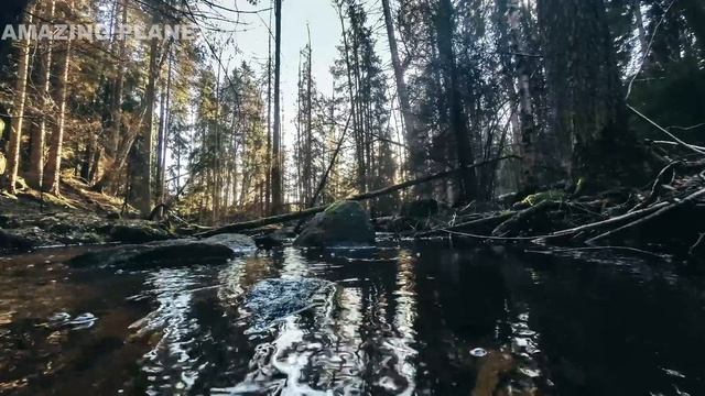 Tyresta National Park - 4K (Ultra HD) Amazing Planet 4K смотреть онлайн