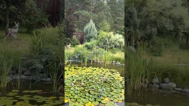 Загородная жизнь, карпы кои, караси кометы смотреть онлайн