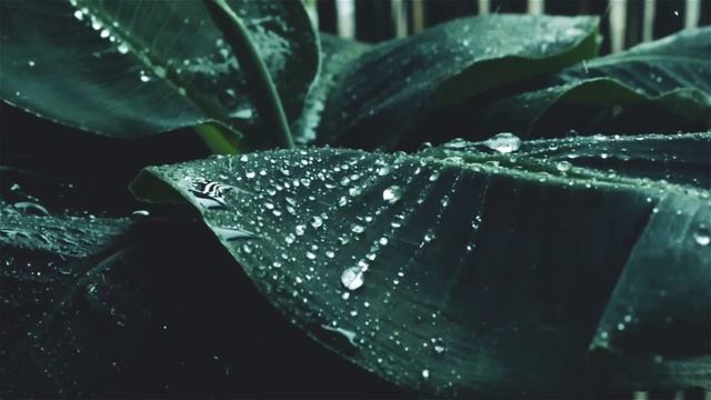 Easy and pleasant music .Успокаивающая музыка. non copyright music смотреть онлайн