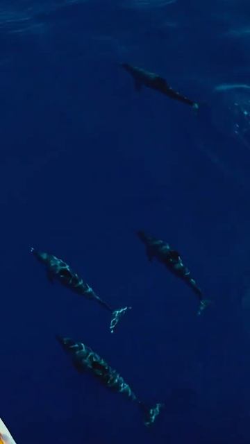Marsa Alam Dolphin House Samaday Advanture Tour#shorts