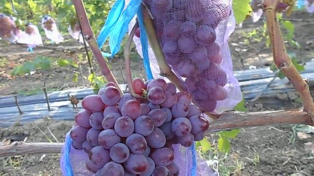 виноград Клубничный смотреть онлайн