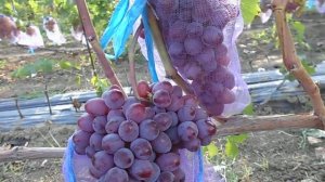 виноград Клубничный