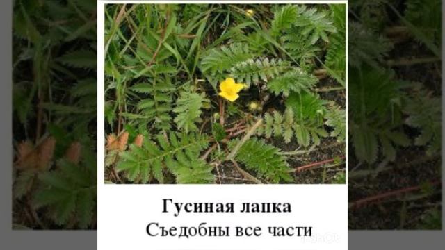 Съедобные и лекарственные растения часть вторая смотреть онлайн