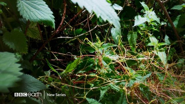 Catch BBC Earth The Green Planet and stand to win exclusive prizes. смотреть онлайн