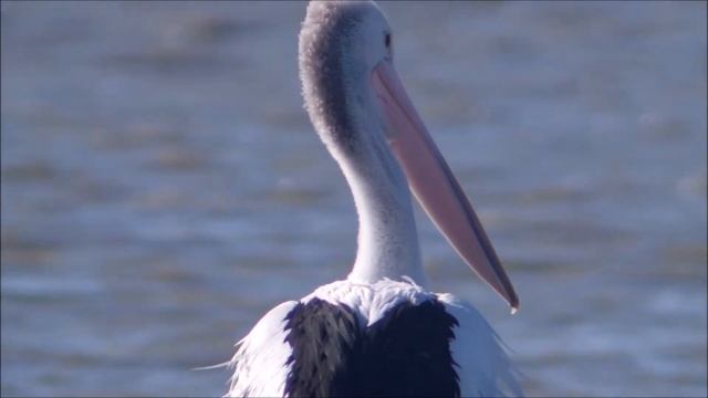 Jupiter 21M + PENTAX QS1 for Wildlife photography - review смотреть онлайн