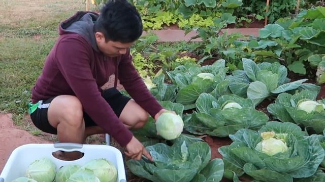 HARVEST TIME! CABBAGE KAYO DYAN KABAYAN LIBRE LANG | PINOY IN CANADA смотреть онлайн