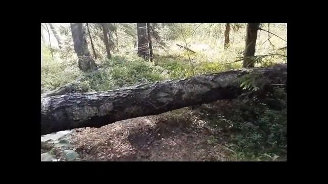 Августовский зной. Красные атакуют. Белые держат оборону.