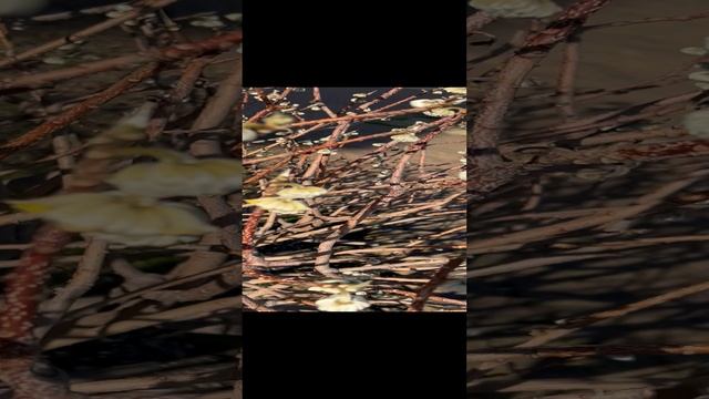 «ВОТ!», — ГОВОРИЛ БЕГЕМОТ смотреть онлайн