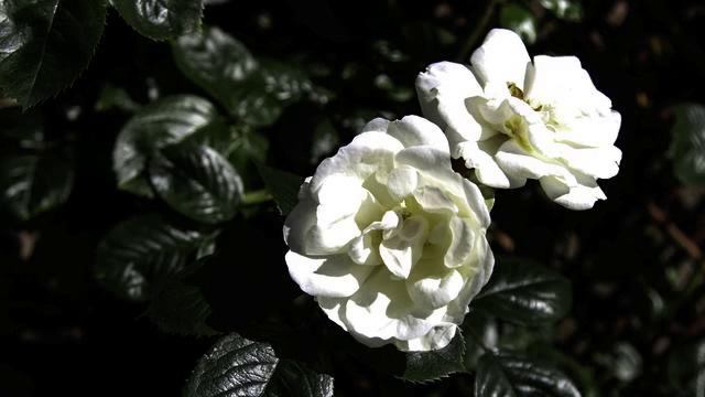 Слушать новую музыку с тв в отличном качестве смотреть онлайн