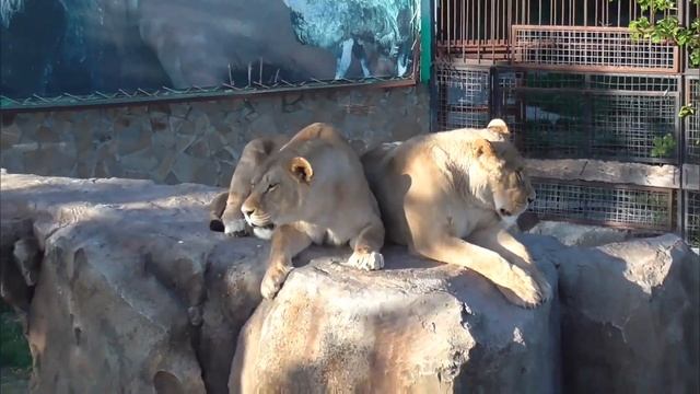 "Тайган"🌺 Какие же прекрасные львицы у Симона и Аслана!💕😊 #тайган смотреть онлайн