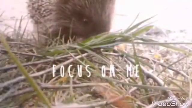 Ми їжака нашли смотреть онлайн