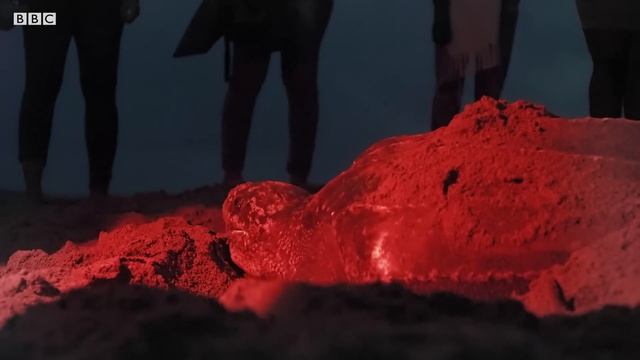 Saving Leatherback Turtles | Blue Planet II | BBC Earth смотреть онлайн