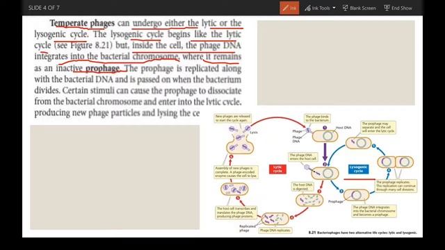 Transduction of bacteria| Specialized transduction | generalized transduction смотреть онлайн