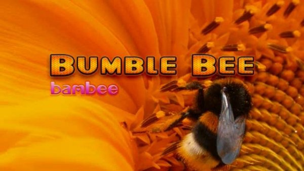 Bumblebee - Bambee