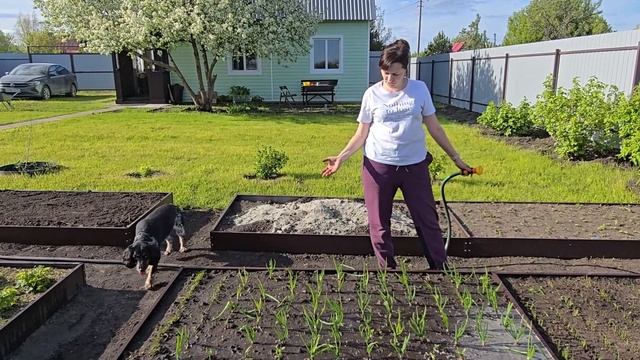 ДАЧА🌱🪴☘️ЛЕТО | Последствия ЗАМОРОЗКОВ | Трудовые выходные #влог #дачныйвлог #рябинаудачи смотреть онлайн