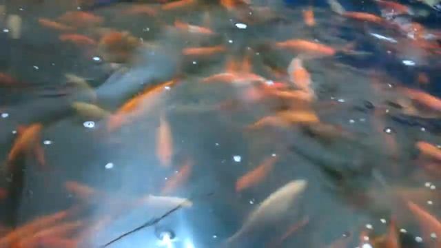 Кометы и карпы кои. смотреть онлайн