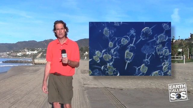 Celebrating World Love For Dolphin Day & World Whale Day смотреть онлайн