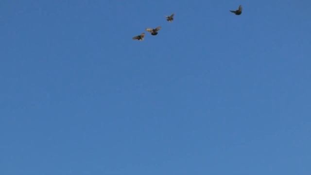 Полеты Николашек 29 06 21 г смотреть онлайн