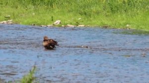 Купающиеся коршуны на каменистой речушке в  Кемерово